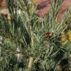 Pinus parviflora 'Blue Giant' - Pin Blue Giant