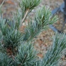 Pinus parviflora 'Neghishi'