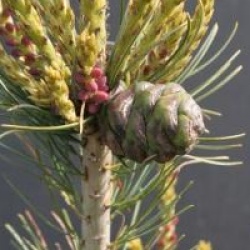 Pinus parviflora 'Neghishi'