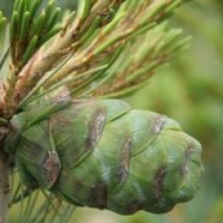 Pinus parviflora 'Neghishi'