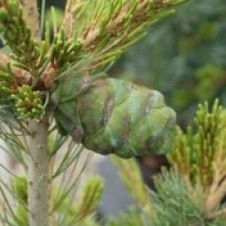 Pinus parviflora 'Neghishi'