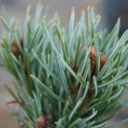 Pinus parviflora 'Neghishi' - Pin Negishi