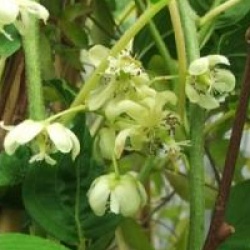 Actinidia arguta 'Issai' - Kiwa�, kiwi de Sib�rie autofertile Issai