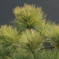 Pinus strobus 'Macopin'