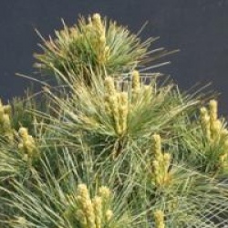 Pinus strobus 'Radiata'