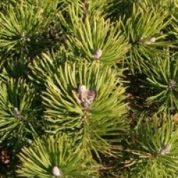 Pinus strobus 'Radiata'