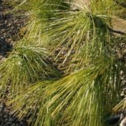 Pinus wallichiana - Pin pleureur de l'Himalaya