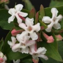 Abelia mosanensis