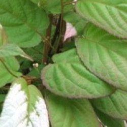 Actinidia kolomikta