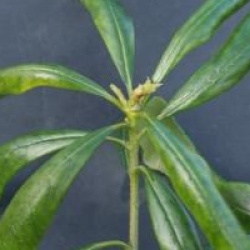 Pittosporum brevicalyx
