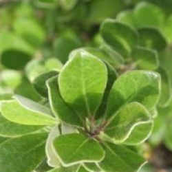 Pittosporum crassifolium