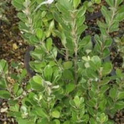 Pittosporum crassifolium