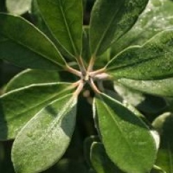 Pittosporum crassifolium