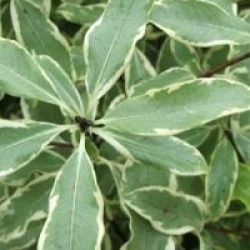 Pittosporum eugenoides panach�