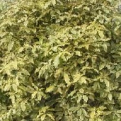 Pittosporum eugenoides 'Variegatum'