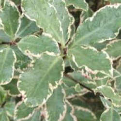 Pittosporum Garnettii