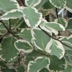 Pittosporum 'Garnettii'