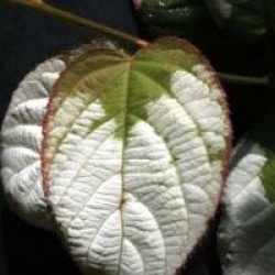 kiwi panach�, Kiwi arctique