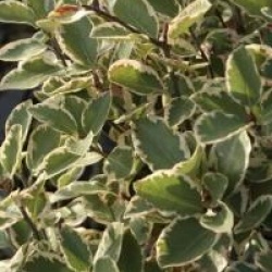 Pittosporum 'Saundersii'