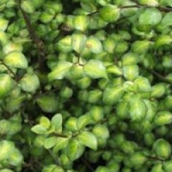 Pittosporum Donovan Gold