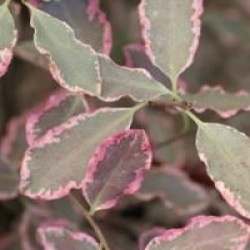 Pittosporum tenuifolium 'Elizabeth' - Pittosporum Elizabeth