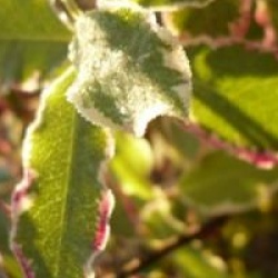 Pittosporum tenuifolium 'Elizabeth'