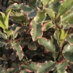 Pittosporum tenuifolium 'Elizabeth'
