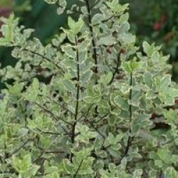Pittosporum tenuifolium 'Elizabeth'