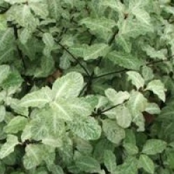 Pittosporum tenuifolium 'Irene Paterson'