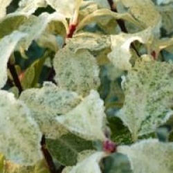 Pittosporum tenuifolium 'Irene Paterson'