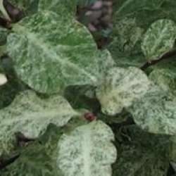 Pittosporum tenuifolium 'Irene Paterson'