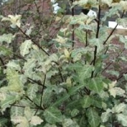 Pittosporum tenuifolium 'Irene Paterson'