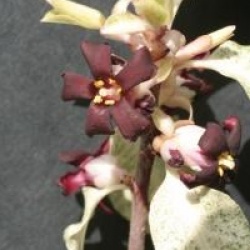 Pittosporum tenuifolium 'Irene Paterson'
