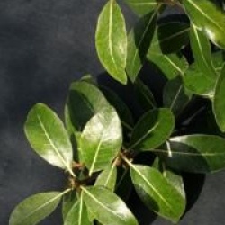 Pittosporum Mahi