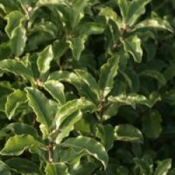 Pittosporum tenuifolium 'Mahi'