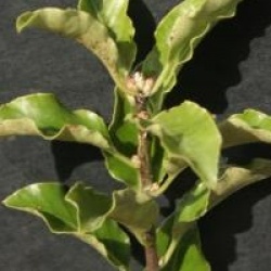 Pittosporum tenuifolium 'Mahi'