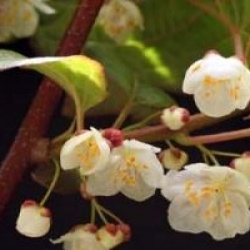 Actinidia kolomikta