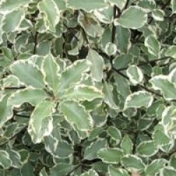 Pittosporum argyrophyllum