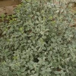 Pittosporum tenuifolium 'Variegatum'