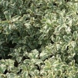 Pittosporum tenuifolium 'Variegatum'
