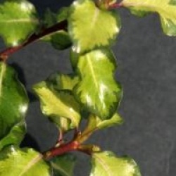 Pittosporum tenuifolium 'Tandarra Gold' - Pittosporum Tandarra Gold