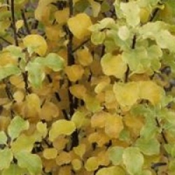 Pittosporum Warnham Gold