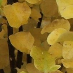 Pittosporum tenuifolium 'Warnham Gold'