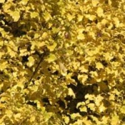 Pittosporum tenuifolium 'Warnham Gold'