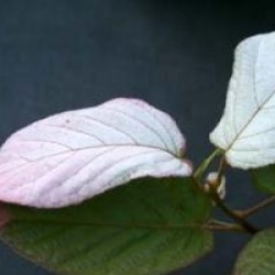 Actinidia kolomikta