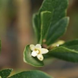 Pittosporum heterophyllum