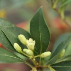 Pittosporum heterophyllum