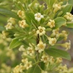 Pittosporum heterophyllum