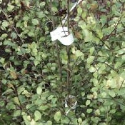 Pittosporum tenuifolium 'Green Elf' - Pittosporum Green Elf