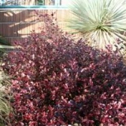 Pittosporum tenuifolium 'Purpureum'